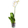 White Phalaenopsis orchid in a pot. Zhuhai